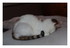 Mes chats