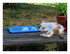 Mes chats