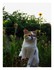 Mes chats