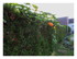 Dans mon jardin !