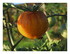 Dans mon jardin !