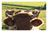 Meuh de vache !