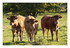 Meuh de vache !