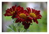 Mon chrysanthème !