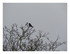Le corbeau et la pie !