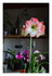 Mon amaryllis