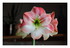 Mon amaryllis
