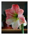Mon amaryllis