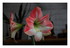 Mon amaryllis