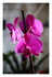 Orchidée !