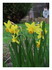 Mes jonquilles !