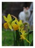 Mes jonquilles !