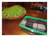 Repiquage de mes plants de tom