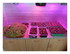 Repiquage de mes plants de tom