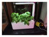 Repiquage de mes plants de tom