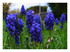 Mes fleurs dans le jardin !