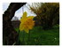 Mes fleurs dans le jardin !