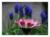 Mes fleurs dans le jardin !