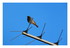 Les oiseaux dans le jardin !