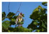 Les oiseaux dans le jardin !