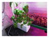Mes plantations dans mon entr