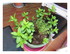 Mes plantations dans mon entr