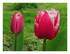 Mes fleurs dans le jardin !