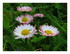 Mes fleurs dans le jardin !