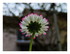 Mes fleurs dans le jardin !