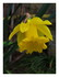 Mes fleurs dans le jardin !