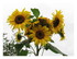 Mes tournesols !