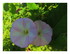 Fleurs Ipomoea