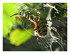 Argiope frelon