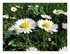 Mes fleurs !