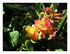 Mes fleurs !