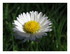Mes fleurs !