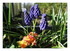 Mes fleurs !