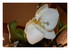 Mes orchidées !