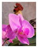 Mes orchidées !