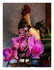 Mes orchidées !