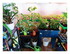 Mes plantations du WK !