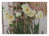 Les narcisses