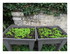 Dans le jardin !