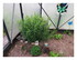 Dans le jardin !