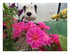 Dans le jardin !