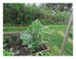 Dans le jardin !