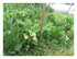 Dans le jardin !