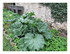 Dans le jardin !