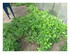 Dans le jardin !