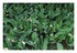 Mon muguet de cette année !